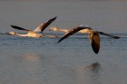 Flamingos Flamingos