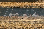 Fenicotteri al tramonto Fenicotteri al tramonto