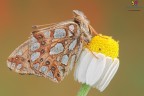 Un esemplare di Issoria lathonia (Linnaeus, 1758) ripreso la stagione passata :)