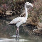 giovani fenicotteri crescono... giovani fenicotteri crescono...
