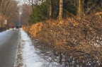 al parco al parco