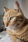 Il leone di casa Il leone di casa