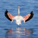 Fenicottero ad ali spiegate Fenicottero ad ali spiegate