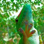 Geco diurno del Madagascar Geco diurno del Madagascar