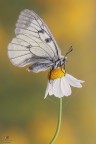 Parnassius..... Parnassius.....