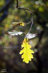 L'inverno con le sue sfaccettature che regalano pennellate di luce e colore..

Critiche e commenti Graditi!