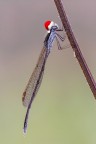 La Sympecma Fusca  una delle due specie italiane di damigelle che svernano come adulte.
Ma come trascorrono il freddo inverno? Alcune si riposano, altre, come questo bel maschietto, fanno festa!!! :D :D

Critiche e commenti sono graditi
[url=http://postimg.org/image/wm7qk3whh/full/]H.R.[/url]