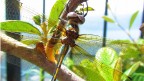 Libellula Libellula