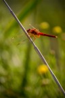 Libellule