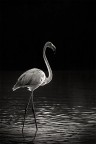 Flamant - bn