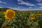 Tournesols Tournesols