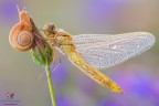 Strana compagnia per questo giovane esemplare di Orthetrum cancellatum (Linnaeus, 1758) :)