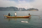 Questa sottospecie rara  possibile avvistarla nel sud della Thailandia.......