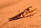 Mantis religiosa - crop Mantis religiosa - crop