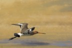 Pittima reale (Limosa limosa) Pittima reale (Limosa limosa)