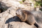 marmotta marmotta