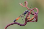 Questa vespa  un parassitoide: depone le proprie uova all'interno dell'organismo ospite (un bruco, una cavalletta, un'ape) immettendo anche una sostanza paralizzante nel cervello delle vittime, di modo che le larva possa nutrirsi di carne viva.
Una modalit decisamente crudele che, due secoli fa, produsse animate discussioni religiose: il Dio creatore, come aveva potuto concepire tutto questo?

Critiche e commenti sono graditi
[url=http://postimg.org/image/oy7f4161t/full/]H.R.[/url]