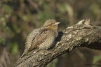Torcicollo (Jynx torquilla) Torcicollo (Jynx torquilla)