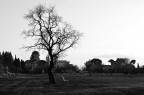 Lonely Tree
