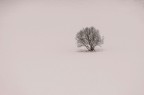 una presenza nel bianco una presenza nel bianco