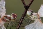 un altro dei miei primi scatti macro 
canon 70d - 105mm macro Sigma + Raynox250
f13
iSO100 
1\4

Commenti,critiche e consigli piu' che ben accetti