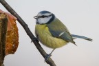 cinciarella cinciarella