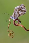Ci sono farfalle, come questo Licenide dei gerani, con una spiritromba mostruosamente grande: la natura riesce sempre a sorprenderci... :D :D

Critiche e commenti sono graditi

[url=http://postimg.org/image/aaze3hy99/full/]H.R.[/url]