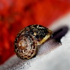 *** Filigrana d'oro *** *** Filigrana d'oro ***