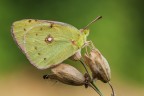Colias crocea Colias crocea