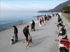 Trieste Barcola.Esibizioni di cani addestrati al salvataggio.