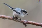 Codibugnolo Grigio (Aegithalos caudatus italiae) Codibugnolo Grigio (Aegithalos caudatus italiae)