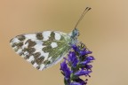 Pontia edusa Pontia edusa