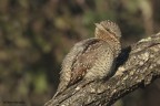 Torcicollo