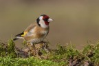 Cardellino (Carduelis carduelis) - Cardellino (Carduelis carduelis) -