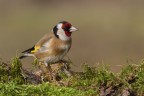 Cardellino (Carduelis carduelis), c & c sono graditi.

[url=http://postimage.org/index.php?lang=italian]hosting immagini[/url]]Clicca qui per la versione ad alta risoluzione![/url]