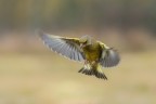 verdone in volo