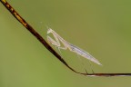 La Mantide anemica La Mantide anemica