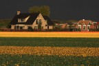 Una foto scattata nei dintorni di Lisse (Olanda)