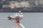 Vedo su una ringhiera tutti i gabbiani in fila. Il primo si gira incuriosito. Commenti e critiche? f 5.6 1/640 iso 800