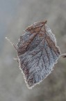 brina autunnale brina autunnale