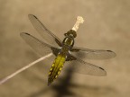 libellula depressa libellula depressa