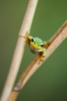 bubù-settete bubù-settete