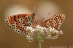 Melitaea didyma (Esper, 1779) (Lepidoptera  Nymphalidae)

Canon EOS 7D + Sigma 180mm f/3.5 EX DG HSM Macro

Suggerimenti e critiche sempre ben accetti
[url=http://www.rossidaniele.com/HR/_MG14144copia-mdc-1500.jpg]Versione HR[/url]