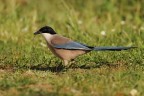 Foto scattata in Estrmadura

Dati di scatto: Canon 7D, Canon EF 400mm f/5.6 L USM, 1/1250 f/7.1, ISO 250, treppiede.