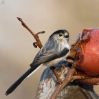 ..aegithalos caudatus.. ..aegithalos caudatus..