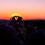 Piccolo cuore Piccolo cuore