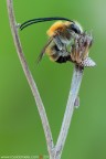 Eucera sp. (Hymenoptera  Apidae)

Canon EOS 7D + Sigma 180mm f/3.5 EX DG HSM Macro

Suggerimenti e critiche sempre ben accetti
[url=http://www.rossidaniele.com/HR/_MG12637copia-mdc-1500.jpg]Versione HR[/url]
