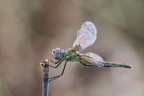 La femmina di Sympetrum Fonscolombii viene detta anche libellula geometra, per la sua capacit di assumere posture molto precise, come, per esempio in questo caso, ad angolo retto... :D
Critiche e commenti sono graditi
[url=http://postimg.org/image/ju71z3s67/full/]H.R.[/url]