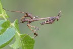 Empusa pennata Empusa pennata