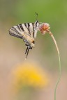 Podalirio (Iphiclides podalirius)